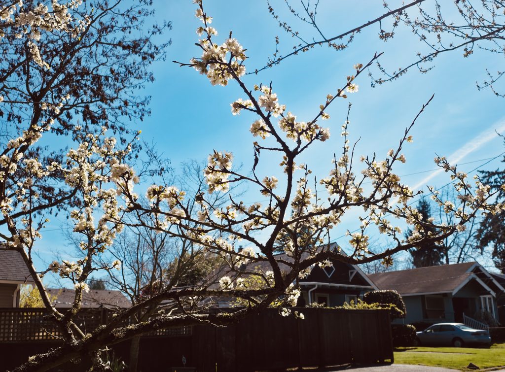 Plum blossoms in early spring